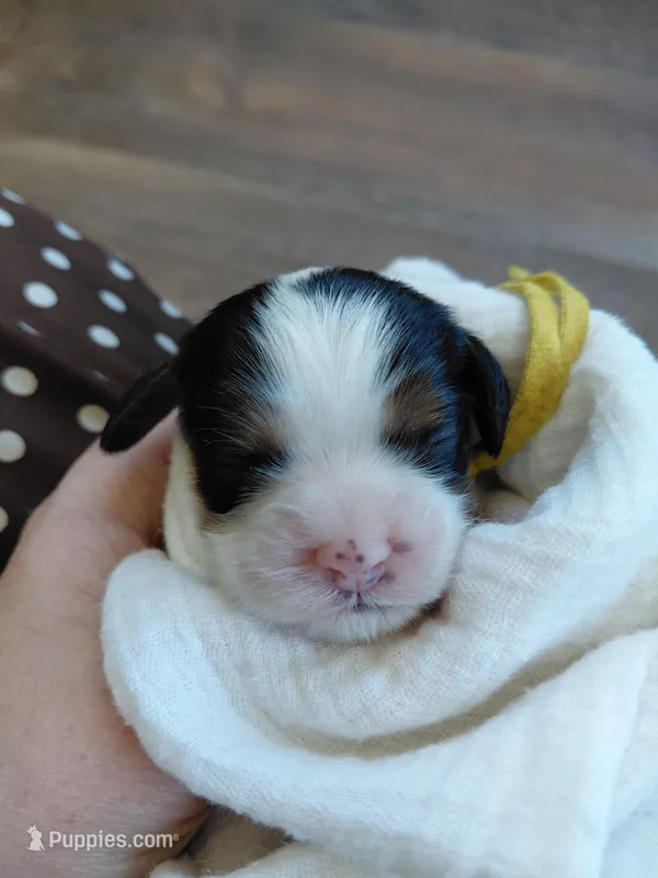 Veda – Cockalier puppy for sale in Lincoln, MO