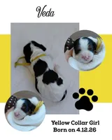 Veda, a female Cockalier for sale in Lincoln, MO – 2 of 3