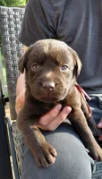 AKC red/collar girl, a female Labrador Retriever for sale in Lincoln, MO – 1 of 8