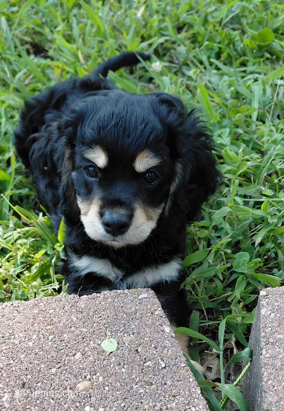 Finn – Cavalier King Charles Spaniel, Poodle - Miniature  puppy for sale in Lincoln, MO