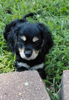 Finn, a male Cavalier King Charles Spaniel and Poodle - Miniature  for sale in Lincoln, MO – 1 of 10