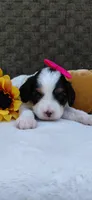 Patches , a female Cavapoo for sale in Lincoln, MO – 2 of 5