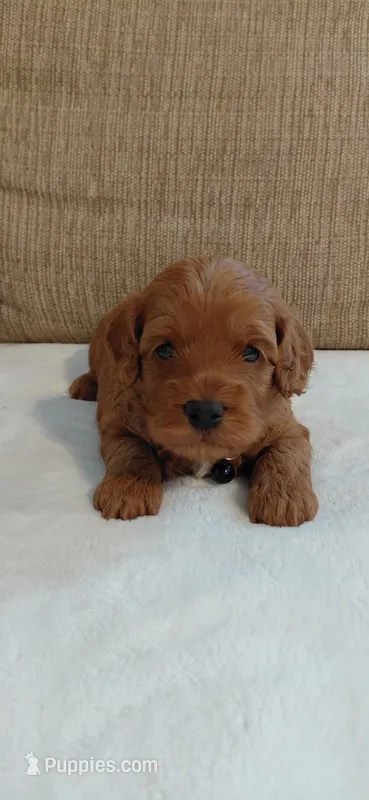 Aslan – Cockapoo puppy for sale in Lincoln, MO