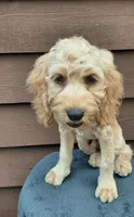 Simba , a male Cockapoo for sale in Lincoln, MO – 2 of 7