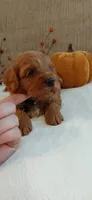 Aslan, a male Cockapoo for sale in Lincoln, MO – 4 of 8