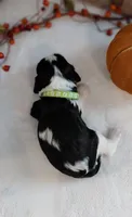 Louie, a male Cavalier King Charles Spaniel and Cockalier for sale in Lincoln, MO – 2 of 4