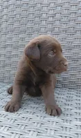 AKC blue/collar boy, a male Labrador Retriever for sale in Lincoln, MO – 2 of 8