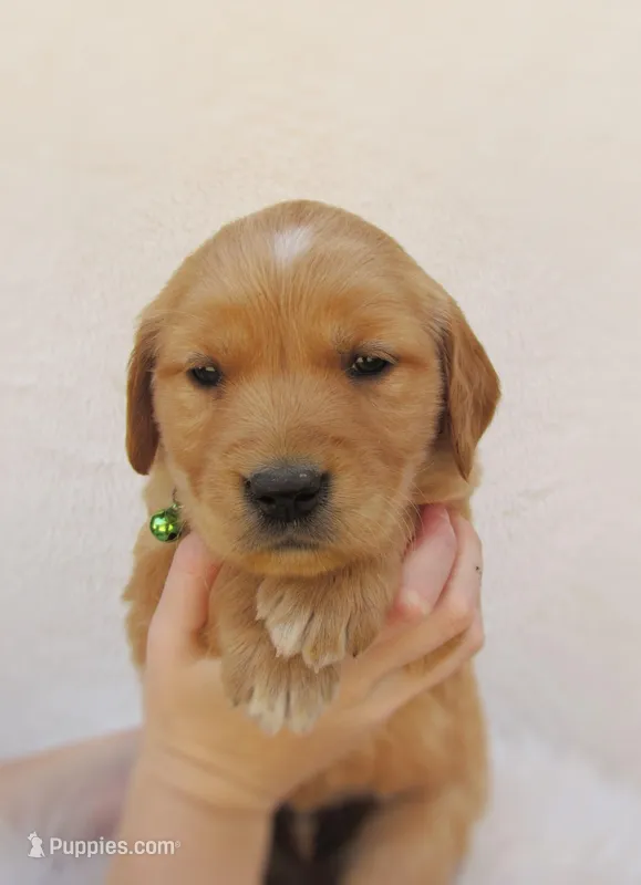 AKC Milo – Golden Retriever puppy for sale in Lincoln, MO