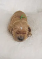 AKC Milo, a male Golden Retriever for sale in Lincoln, MO – Photo 2 of 2