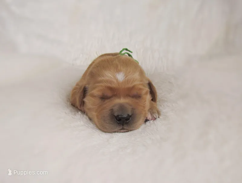 AKC Milo – Golden Retriever puppy for sale in Lincoln, MO