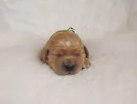 AKC Milo, a male Golden Retriever for sale in Lincoln, MO – Photo 1 of 2