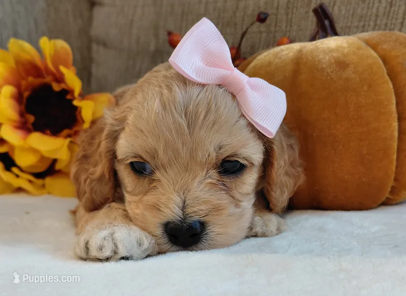 Kate – Cavalier King Charles Spaniel, Cockalier puppy for sale in Lincoln, MO