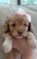 Faith, a female Cavalier King Charles Spaniel and Poodle - Miniature  for sale in Lincoln, MO – 2 of 5