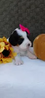 Patches , a female Cavapoo for sale in Lincoln, MO – 4 of 5