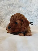 Isaiah, a male Cockapoo for sale in Lincoln, MO – Photo 2 of 7