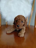 Isaiah, a male Cockapoo for sale in Lincoln, MO – Photo 5 of 7