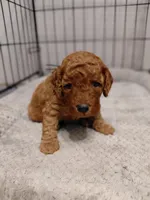Isaiah, a male Cockapoo for sale in Lincoln, MO – Photo 7 of 7