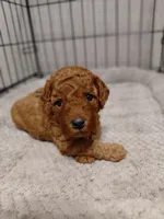 Isaiah, a male Cockapoo for sale in Lincoln, MO – Photo 6 of 7