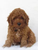Isaiah, a male Cockapoo for sale in Lincoln, MO – Photo 1 of 8