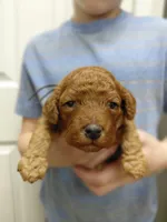 Isaiah, a male Cockapoo for sale in Lincoln, MO – Photo 4 of 7