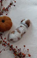 Levi, a male Cavalier King Charles Spaniel and Cockalier for sale in Lincoln, MO – 3 of 3