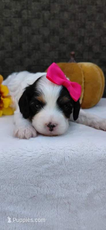Patches  – Cavapoo puppy for sale in Lincoln, MO