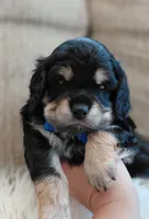 Finn, a male Cavalier King Charles Spaniel and Poodle - Miniature  for sale in Lincoln, MO – 1 of 4