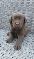 AKC blue/collar boy, a male Labrador Retriever for sale in Lincoln, MO – 1 of 8