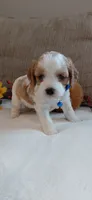 Kia, a male Cavalier King Charles Spaniel and Cockalier for sale in Lincoln, MO – 3 of 8