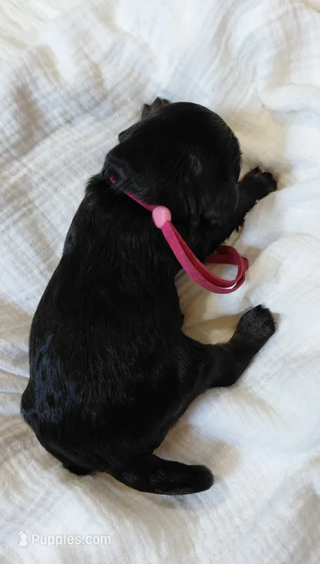 Kelly – Cavalier King Charles Spaniel, Cockalier puppy for sale in Lincoln, MO