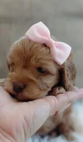 Faith, a female Cavalier King Charles Spaniel and Poodle - Miniature  for sale in Lincoln, MO – 5 of 5