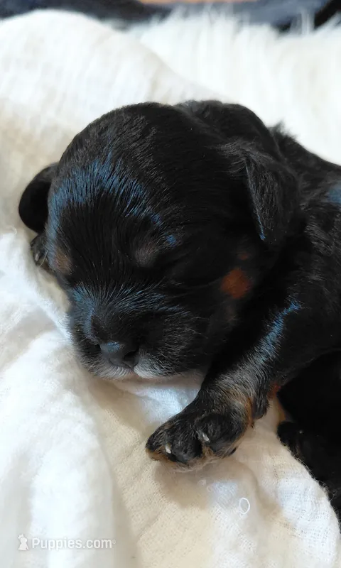 Kenzie – Cavalier King Charles Spaniel, Cockalier puppy for sale in Lincoln, MO