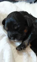 Kenzie, a female Cavalier King Charles Spaniel and Cockalier for sale in Lincoln, MO – 1 of 4