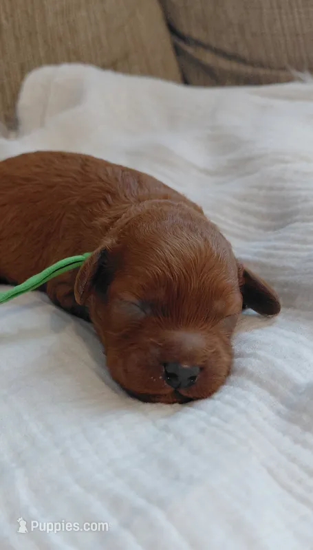 Avery – Cockapoo puppy for sale in Lincoln, MO