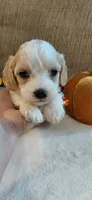 Koda, a male Cavalier King Charles Spaniel and Cockalier for sale in Lincoln, MO – 2 of 4