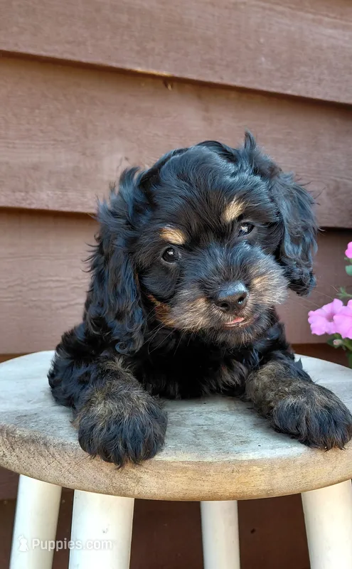 Fern – Cavalier King Charles Spaniel, Poodle - Miniature  puppy on hold in Lincoln, MO