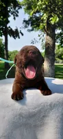 AKC teal/collar girl , a female Labrador Retriever for sale in Lincoln, MO – 3 of 5