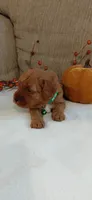 Avery, a female Cockapoo for sale in Lincoln, MO – 4 of 6