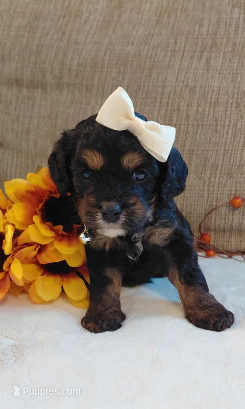 Kenzie – Cavalier King Charles Spaniel, Cockalier puppy for sale in Lincoln, MO