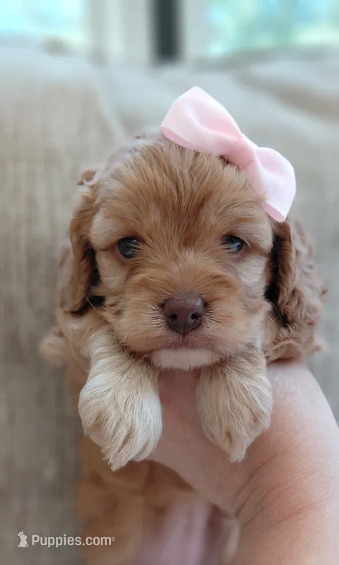 Faith – Cavalier King Charles Spaniel, Poodle - Miniature  puppy for sale in Lincoln, MO