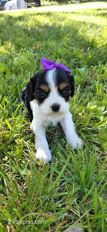 Violet – Cockalier puppy for sale in Lincoln, MO
