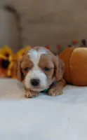 Kade, a male Cavalier King Charles Spaniel and Cockalier for sale in Lincoln, MO – 3 of 8