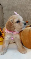 Kate, a female Cavalier King Charles Spaniel and Cockalier for sale in Lincoln, MO – 2 of 6