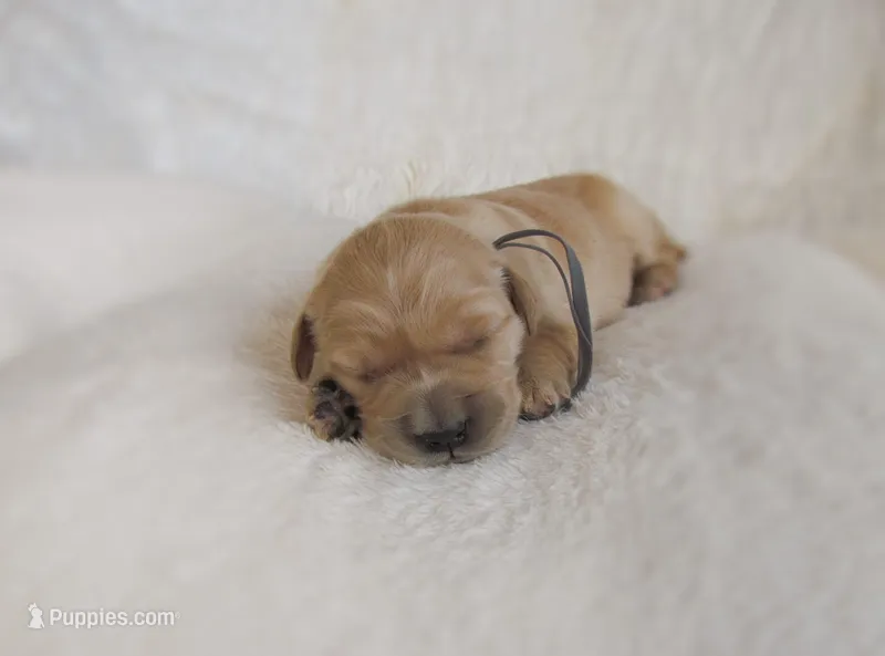 AKC Maggie – Golden Retriever puppy for sale in Lincoln, MO