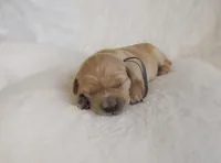 AKC Maggie, a female Golden Retriever for sale in Lincoln, MO – Photo 1 of 2