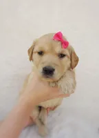 AKC Maggie, a female Golden Retriever for sale in Lincoln, MO – Photo 1 of 4