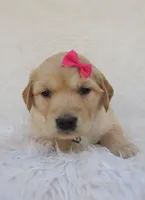 AKC Maggie, a female Golden Retriever for sale in Lincoln, MO – Photo 2 of 4