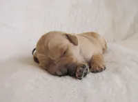 AKC Maggie, a female Golden Retriever for sale in Lincoln, MO – Photo 2 of 2