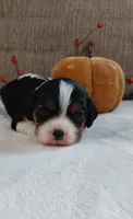 Lenny, a male Cavalier King Charles Spaniel and Cockalier for sale in Lincoln, MO – 4 of 4