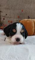 Louie, a male Cavalier King Charles Spaniel and Cockalier for sale in Lincoln, MO – 3 of 4